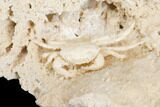 Fossil Crab (Potamon) Preserved in Travertine - Turkey #145050-4